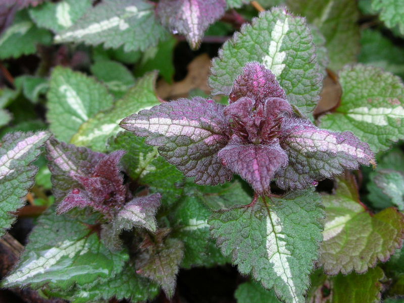 Lamium maculatum / Falsa Ortica macchiata